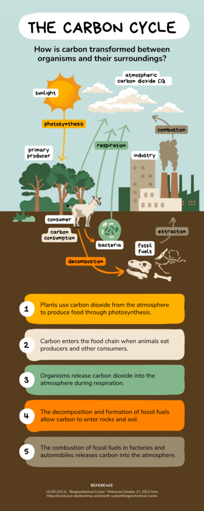 What is Carbon Cycle?